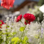 Gulla -